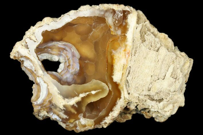 Agatized Fossil Coral Geode - Florida #187979